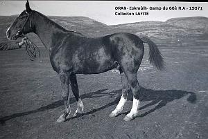 ORAN 1937 CAMP DU 66 EME RA A ECKMUHL   (2)